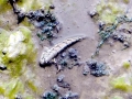 Mudskipper