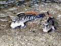 Mudskipper