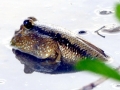 Mudskipper