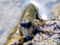 Mudskipper