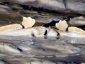 Mudskipper