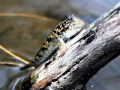 Mudskipper