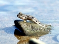 Mudskipper