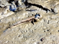 Mudskipper