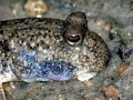 Mudskipper