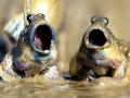 Mudskipper