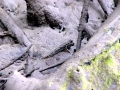 Mudskipper