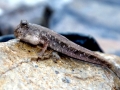 Mudskipper