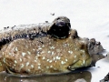 Mudskipper