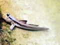 Mudskipper