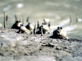 Mudskipper