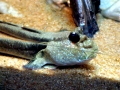 Mudskipper