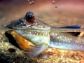 Mudskipper