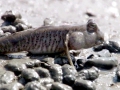 Mudskipper