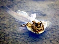 Mudskipper