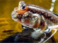 Mudskipper