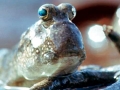 Mudskipper