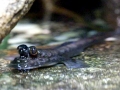 Mudskipper