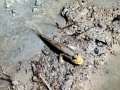 Mudskipper