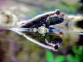 Mudskipper