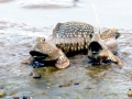 Mudskipper