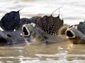 Mudskipper