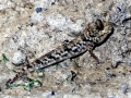 Mudskipper