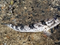 Mudskipper
