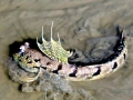 Mudskipper