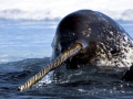 Narwhal