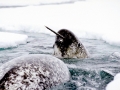 Narwhal