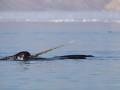 Narwhal