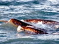 Narwhal
