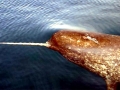 Narwhal