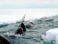 Narwhal