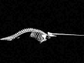 Narwhal