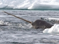 Narwhal