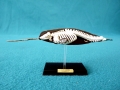 Narwhal
