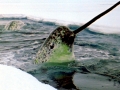 Narwhal
