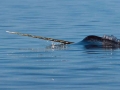 Narwhal
