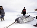 Narwhal