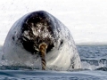 Narwhal