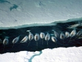 Narwhal