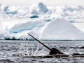 Narwhal