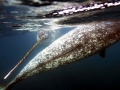 Narwhal