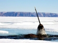 Narwhal