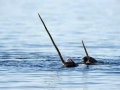 Narwhal