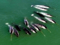 Narwhal