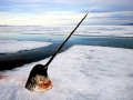 Narwhal