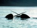 Narwhal